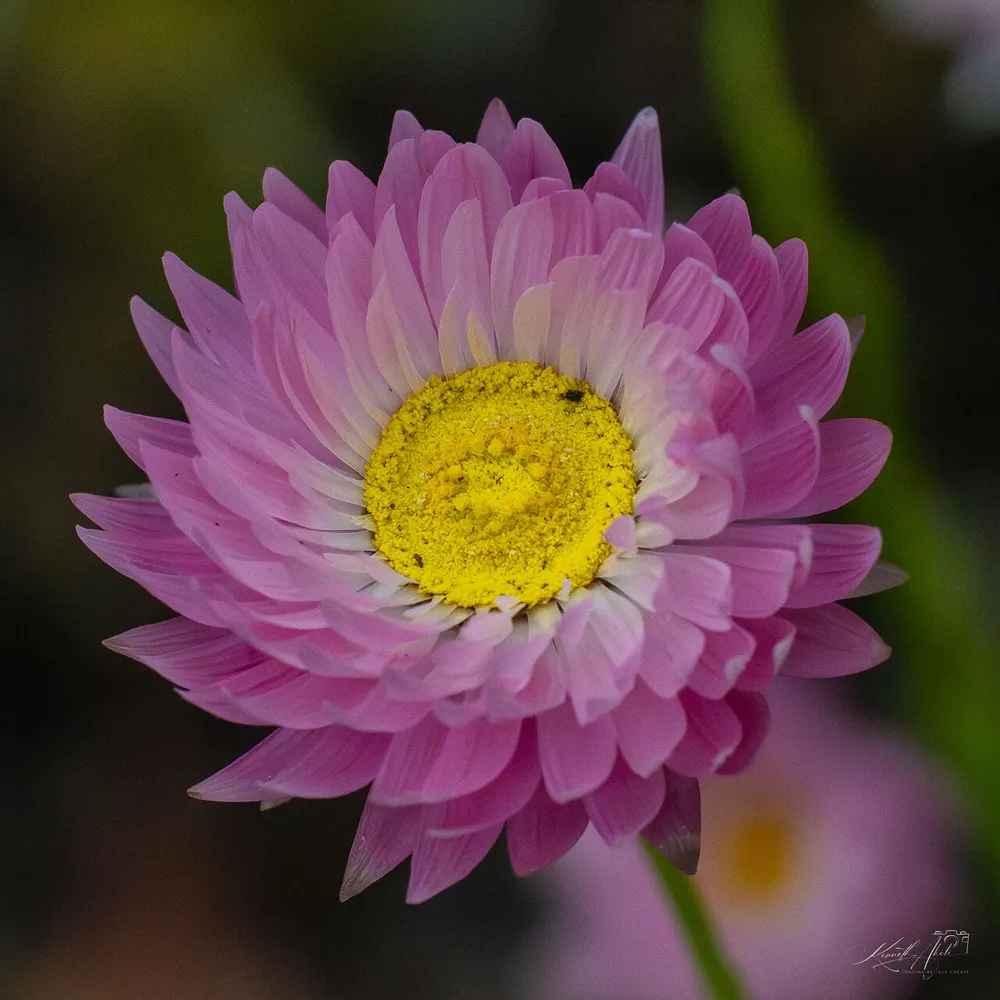 Close-up of a pink paper daisy with a yellow centre