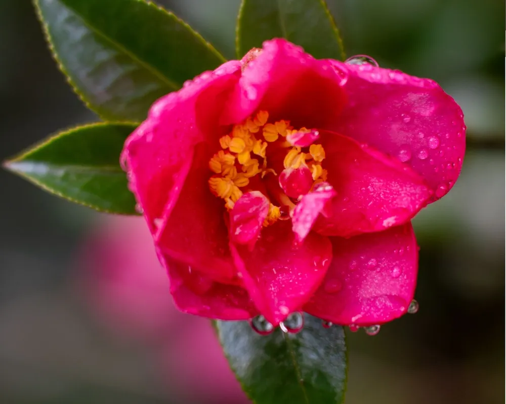 Close view of colourful Australian flowers