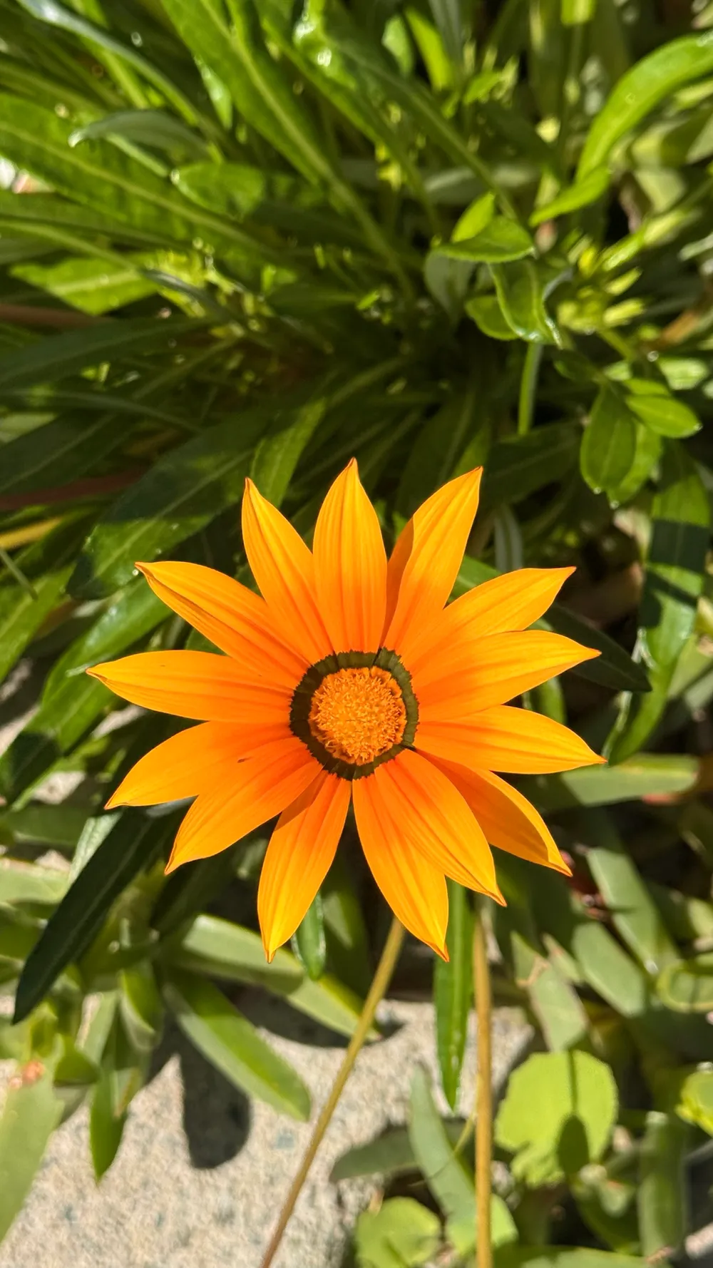 An orange gazania flower among green leaves