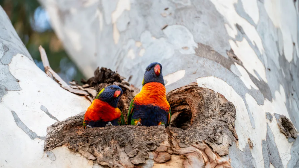 Two rainbow lorikeets perched at a hollow in a pale tree trunk