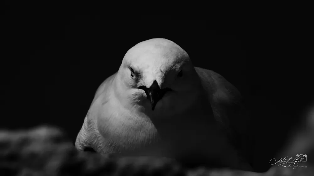 A black-and-white close-up of a white bird resting