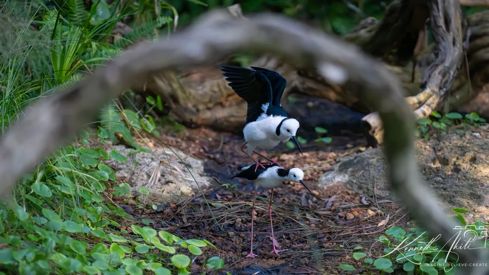 Two black and white stilts on a forest path, one with its wings raised
